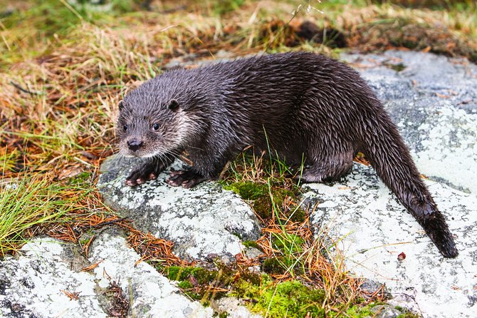Day Trip to Ranua Arctic Wildlife Park from Rovaniemi - The guides and the feel of the day