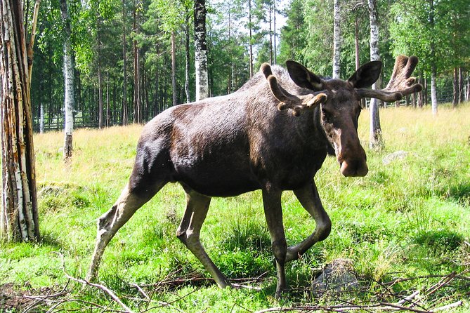 Day Trip to Ranua Arctic Wildlife Park from Rovaniemi - Who will enjoy this trip most?