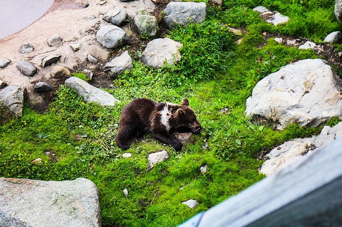 Day Trip to Ranua Arctic Wildlife Park from Rovaniemi - The ride through Lapland and the reindeer stop