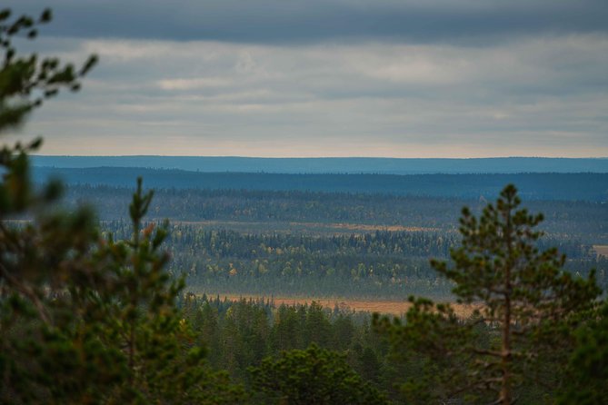 Explore the Wilderness (Summer & Autumn) - Walking into the forest at Vikaköngäs