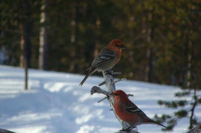 Explore Winter Woods: Snowshoe walk with local Biologist - Why the six-person limit matters