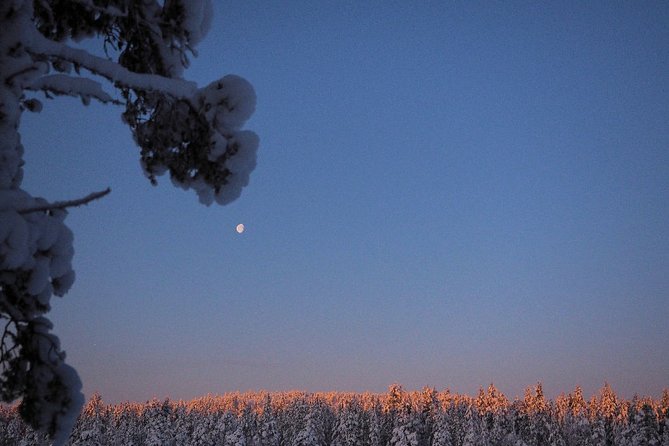 Explore Winter Woods: Snowshoe walk with local Biologist - Learning to read snow, trees, and tracks