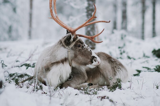 Family day: Reindeer, Husky and Snowmobiling in Levi - A three-part Lapland sampler from Levi