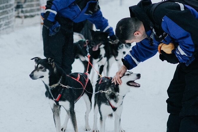 Family day: Reindeer, Husky and Snowmobiling in Levi - Snowmobiling through Levi’s winter scenery