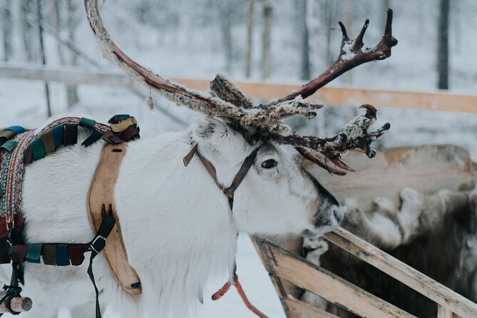 Family day: Reindeer, Husky and Snowmobiling in Levi - A welcome lunch in a traditional kota