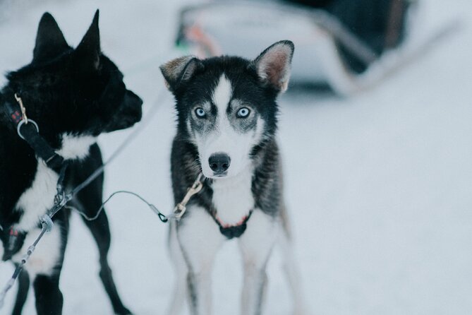 Family day: Reindeer, Husky and Snowmobiling in Levi - Children, seating, and cold-weather comfort