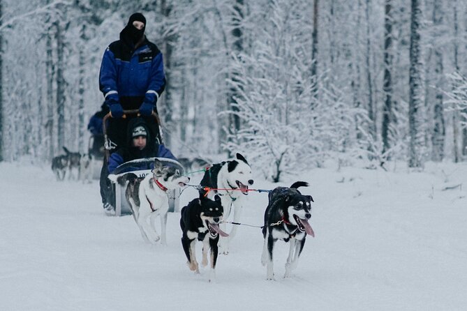 Family day: Reindeer, Husky and Snowmobiling in Levi - The big issue: waiting and group size