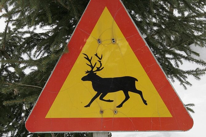 Forest Trail Reindeer Safari - What the three-and-a-half-hour outing is really about