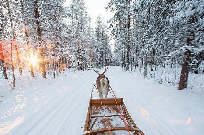 Forest Trail Reindeer Safari - Why the herder stories add real value