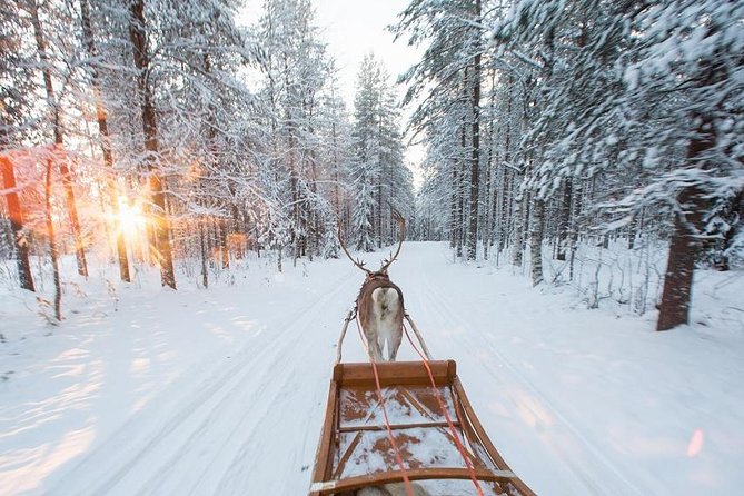 Forest Trail Reindeer Safari - Timing, group size, and the meeting point