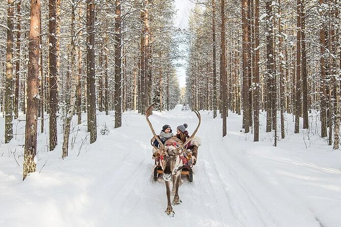 Forest Trail Reindeer Safari - Meeting the reindeer at the farm
