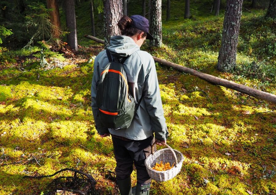 From Helsinki: Mushroom Hunting Tour in a National Park - The guide and the small-group feel