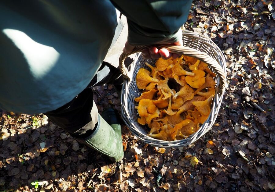 From Helsinki: Mushroom Hunting Tour in a National Park - What to bring and how to prepare