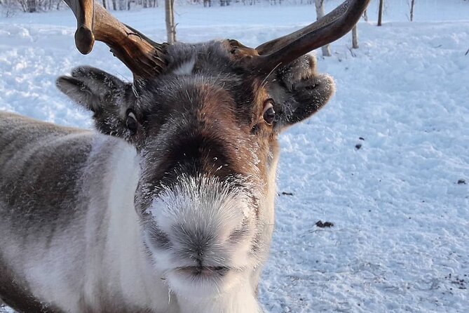 From Ivalo: Ice Fishing Safari to Lake Inari, reindeers & lunch - Lunch beside an open fire