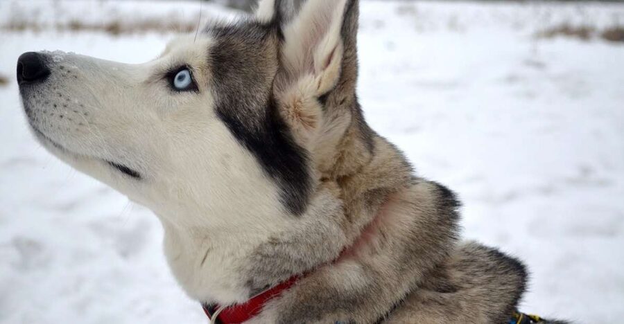 From Rovaniemi: 5km Husky Sleigh Ride - Key points to know before booking