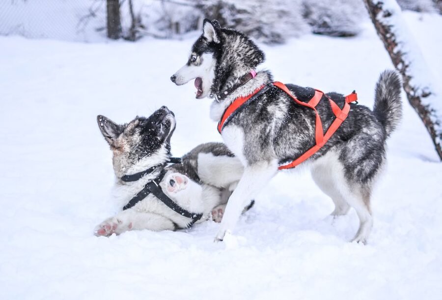 From Rovaniemi: 5km Husky Sleigh Ride - Fire, hot drinks, and the Finnish kota