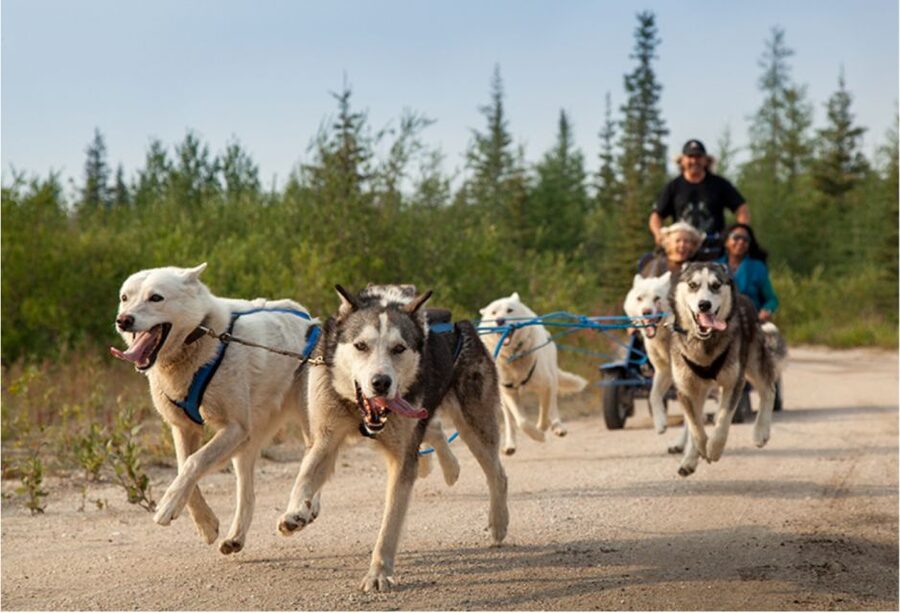 From Rovaniemi: Autumn Husky Safari Adventure - Key points to know