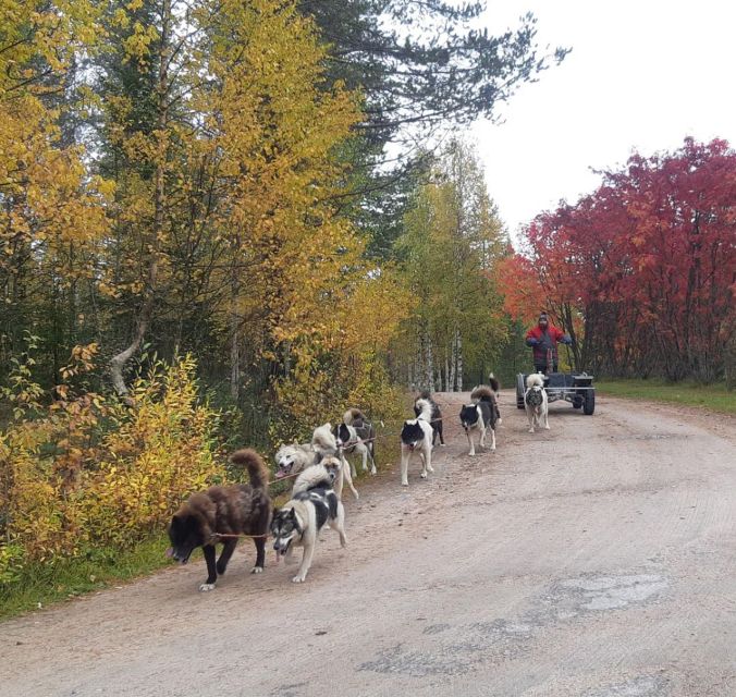 From Rovaniemi: Autumn Husky Safari Adventure - Meeting the huskies before winter snow