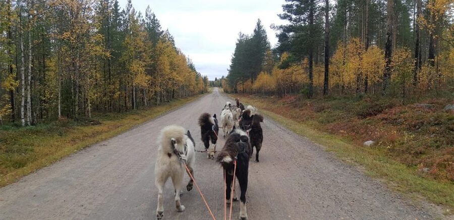 From Rovaniemi: Autumn Husky Safari Adventure - What the farm visit adds