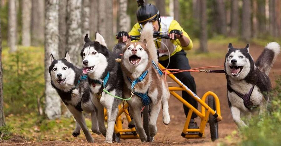 From Rovaniemi: Autumn Husky Safari Adventure - The transfer from Rovaniemi