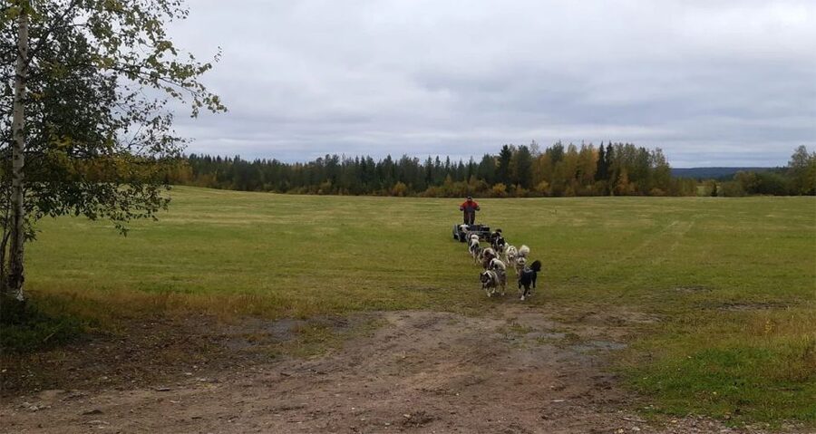 From Rovaniemi: Autumn Husky Safari Adventure - Is $237 a fair price?