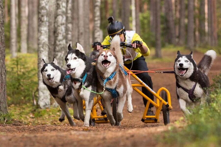 From Rovaniemi: Autumn Husky Safari Adventure - Practical tips for a better visit