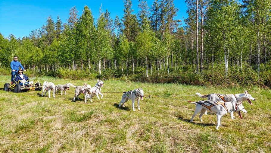 From Rovaniemi: Autumn Husky Safari Adventure - The ride through the Finnish forest