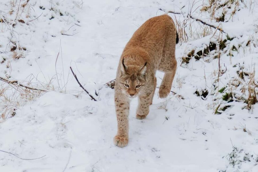 From Rovaniemi: Family Friendly Visit to Ranua Wildlife Park - The 1.5-hour drive through Lapland