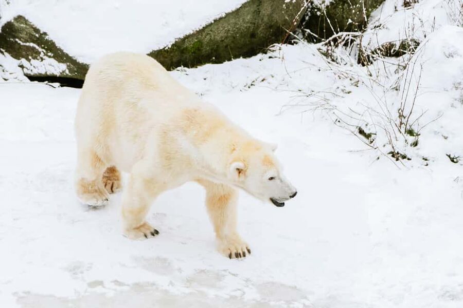 From Rovaniemi: Family Friendly Visit to Ranua Wildlife Park - The polar bear encounter
