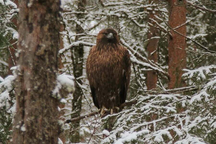 From Rovaniemi: Family Friendly Visit to Ranua Wildlife Park - Guides Rafael and Gina