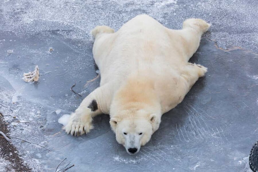 From Rovaniemi: Family Friendly Visit to Ranua Wildlife Park - What the $147 price really includes