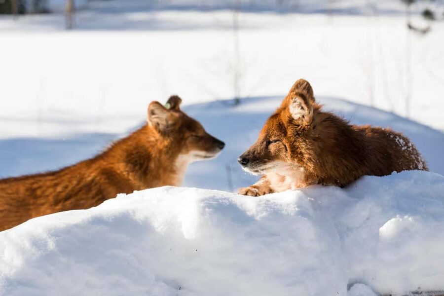 From Rovaniemi: Family Friendly Visit to Ranua Wildlife Park - Weather and schedule cautions