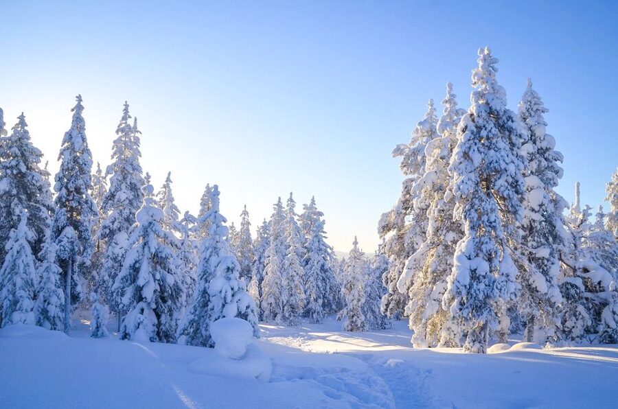 From Rovaniemi: Guided Lapland Snowmobile Adventure - Is $194 a fair price?