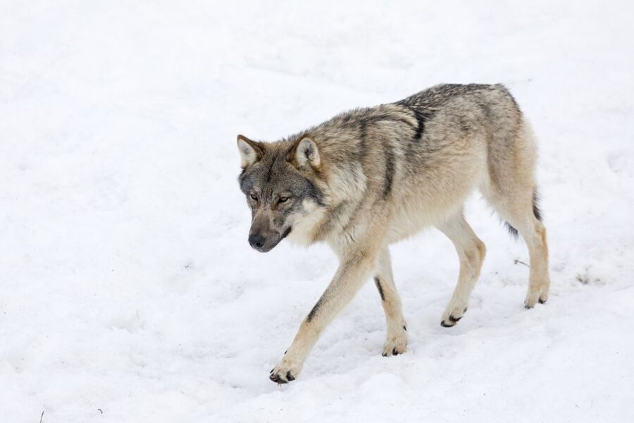 From Rovaniemi: Ranua Wildlife Park Experience - Key points to know before you book