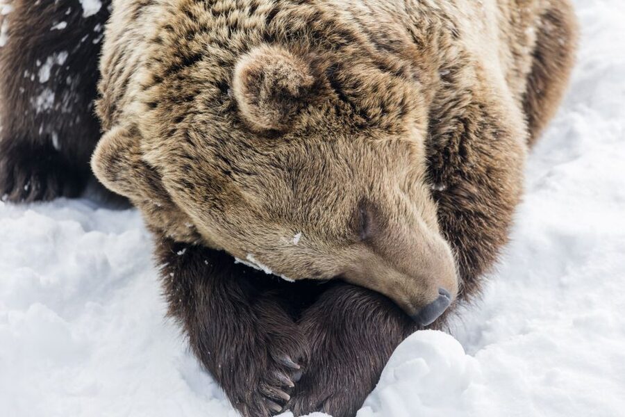From Rovaniemi: Ranua Wildlife Park Experience - Arctic animals worth watching