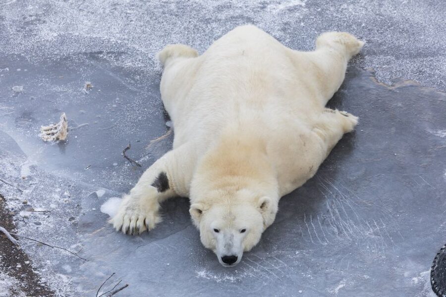 From Rovaniemi: Ranua Wildlife Park Experience - Free time for chocolate, wine, and small purchases