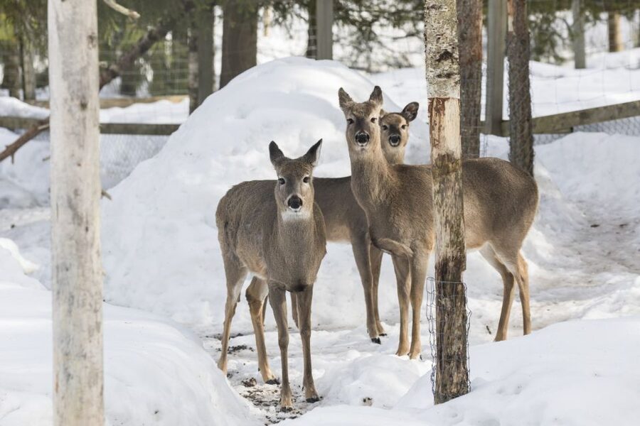 From Rovaniemi: Ranua Wildlife Park Experience - Is $247 a fair price?