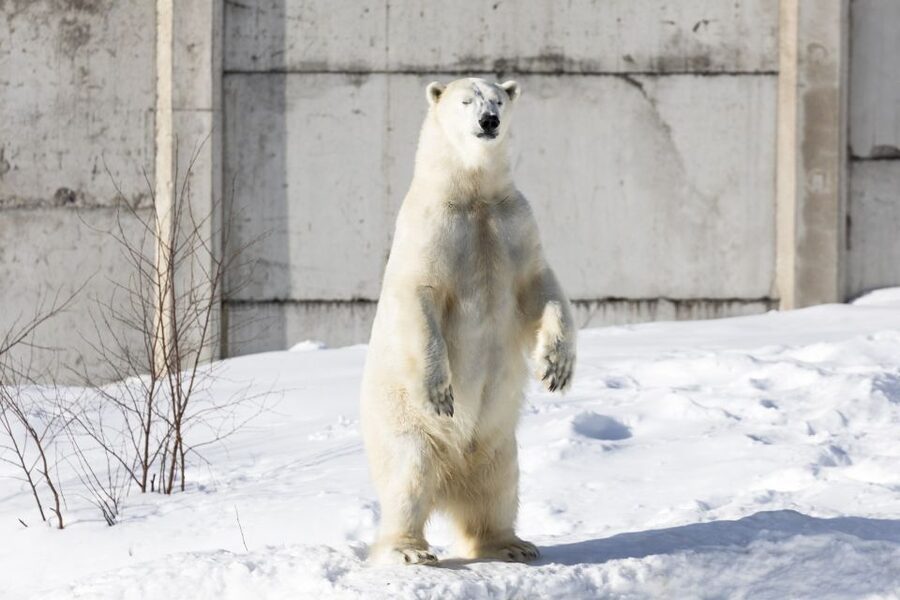 From Rovaniemi: Ranua Wildlife Park Experience - Should you book this Ranua Wildlife Park trip?
