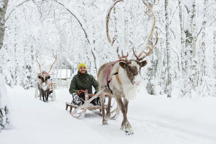 From Rovaniemi: Reindeer Farm Visit with Sleigh Ride - Feeding the herd and getting close to the animals
