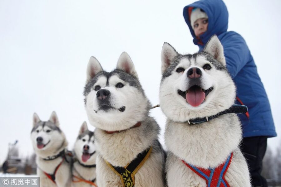 From Rovaniemi: Self-Driven 10km Husky Sled Ride - Warming up inside the Finnish kota
