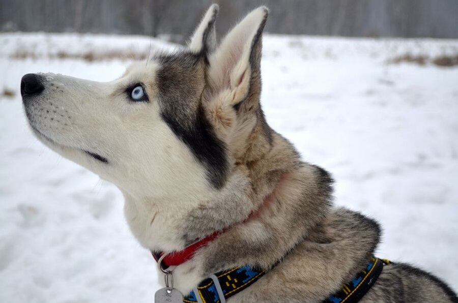 From Rovaniemi: Self-Driven 10km Husky Sled Ride - Practical tips for a smoother ride