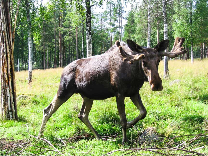 From Rovaniemi: Visit Wildlife Park in Ranua - From Rovaniemi to the Arctic animal park