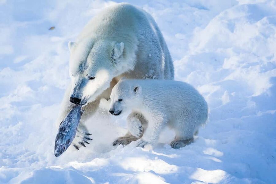 From Rovaniemi: Visit Wildlife Park in Ranua - Polar bears, foxes, lynx, and wolverines