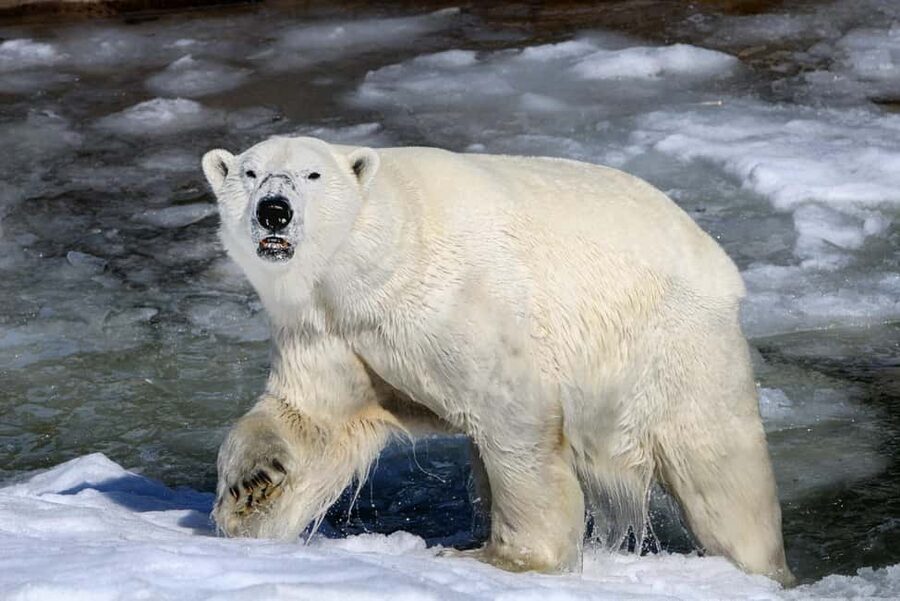 From Rovaniemi: Visit Wildlife Park in Ranua - Why the guide can make a difference