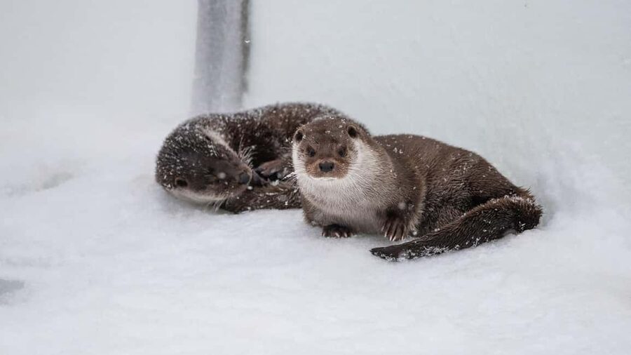 From Rovaniemi: Visit Wildlife Park in Ranua - Who will get the most from this outing
