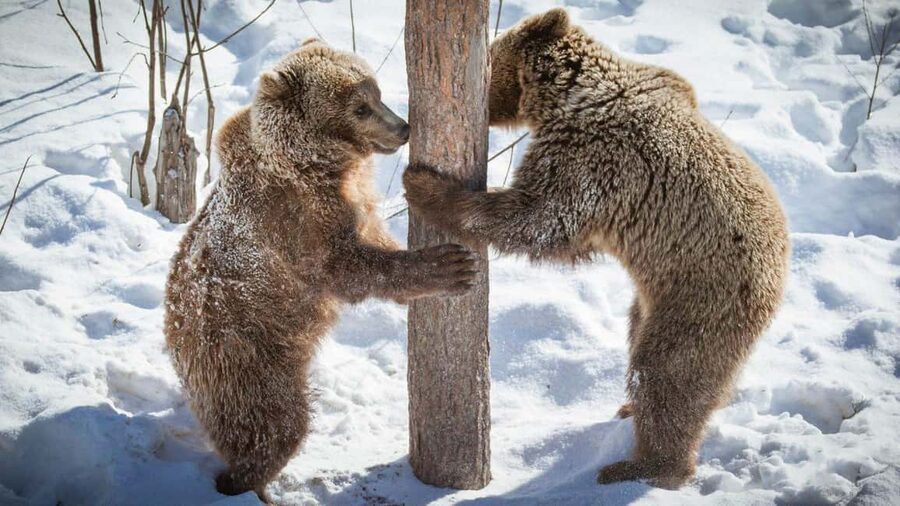 From Rovaniemi: Visit Wildlife Park in Ranua - Booking details that affect your choice
