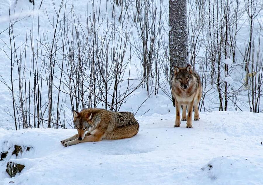 From Rovaniemi: Visit Wildlife Park in Ranua - FAQ