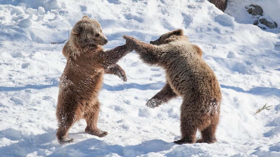 From Rovaniemi: Visit Wildlife Park in Ranua - Walking among Ranua’s Arctic animals