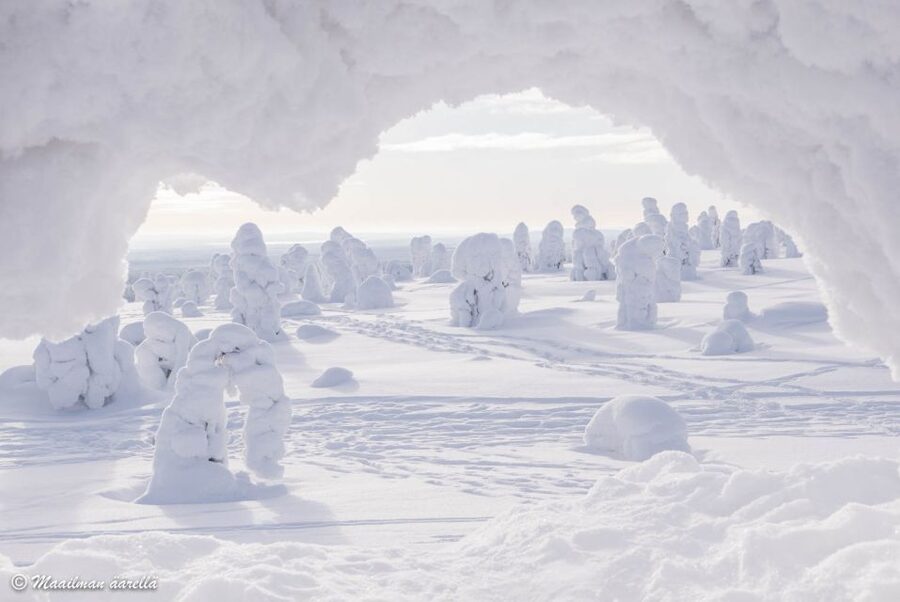 From Rovaniemi: Winter Wonderland Hike with a Hot Drink - Is $282 per person fair?