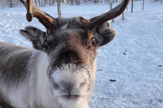 From Saariselkä: Ice Fishing Tour to Lake Inari, reindeers &lunch - A campfire meal after time on the ice
